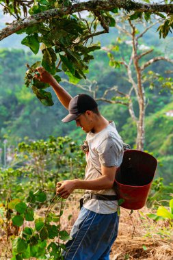 Kolombiya 'nın Riosucio bölgesinde Kolombiya' nın And Dağları 'ndaki bir köyde kahve toplamaya kovayla gelen Latin köylü..