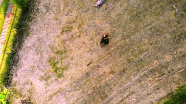 Erişkin erkek Kolombiyalı mestizonun Medellin, Kolombiya yakınlarındaki çiftlikte kahverengi köpeğiyle mutlu mesut oynadığı drone videosu.