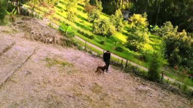Erişkin erkek Kolombiyalı mestizonun Medellin, Kolombiya yakınlarındaki çiftlikte kahverengi köpeğiyle mutlu mesut oynadığı drone videosu.