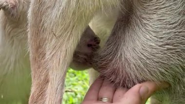 Emzirmek ve beslemek için annesinin memesini arayan yeni doğmuş keçinin dikey videosu.