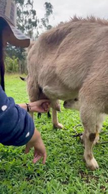 Annesinin emzirmek ve beslemek için memelerini arayan yeni doğmuş keçinin yatay videosu. Bu arada genç Kolombiyalı kadın annesinin memesini bulmasına yardım ediyor.