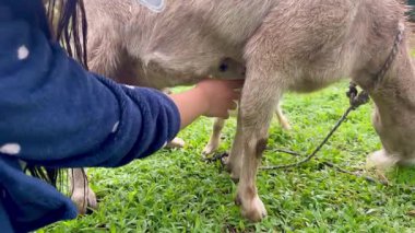 Annelerinin emzirmek ve beslemek için memelerini arayan iki yeni doğmuş keçinin yatay videosu. Bu arada genç Kolombiyalı kadın onlara yardım ediyor.