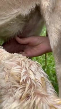 İki yeni doğmuş keçinin emzirmek ve beslemek için annelerinin memelerini ararken Kolombiyalı genç bir kadının annelerinin memesini bulmalarına yardım ettiği dikey video..