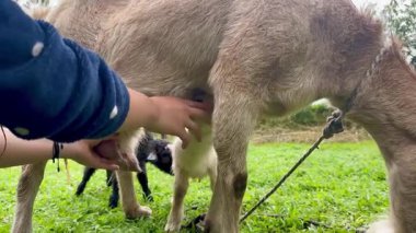 Annelerinin emzirmek ve beslemek için memelerini arayan iki yeni doğmuş keçinin yatay videosu. Bu arada genç Kolombiyalı kadın onlara yardım ediyor.