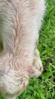 Keçinin yeni doğmuş iki çocuğunu temizlerken çekilmiş dikey yakın çekim videosu.