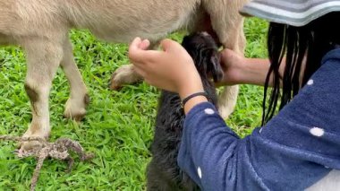 Annelerinin emzirmek ve beslemek için memelerini arayan iki yeni doğmuş keçinin yatay videosu. Bu arada genç Kolombiyalı kadın onlara yardım ediyor.