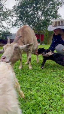 İki yeni doğmuş keçinin emzirmek ve beslemek için annelerinin memelerini ararken Kolombiyalı genç bir kadının onlara yardım ettiği dikey video.