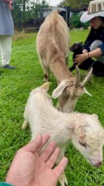 Kameraman tarafından okşanan meraklı keçinin diğer kızı ve genç Kolombiyalı kadınla birlikte anne keçisinin arkasındaki kameraya bakarken çekilmiş dikey bir video..