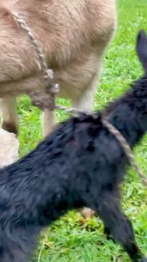 Doğumdan sonra hala kürklerinde doğum sıvısı olan iki yeni doğmuş çocuğunu temizleyen keçinin dikey yakın çekim videosu.