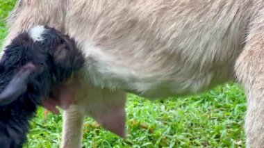 Annesinin emzirmek ve beslemek için memelerini arayan yeni doğmuş keçinin yatay videosu. Bu arada genç Kolombiyalı kadın annesinin memesini bulmasına yardım ediyor.