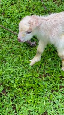 Annesinin emzirmek ve beslemek için memesini arayan yeni doğmuş keçinin dikey videosu. Bu arada genç Kolombiyalı kadın annesinin memesini bulmasına yardım ediyor.