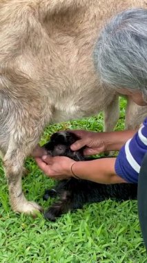 Kolombiyalı yaşlı bir kadının yardımıyla emzirmek ve beslemek için annesinin memesini arayan yeni doğmuş bir keçinin orizontal videosu..