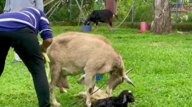 Emzirmek ve beslemek için annesinin memesini arayan yeni doğmuş keçinin yatay videosu, Kolombiyalı son sınıf öğrencisi keçi temizleyen kadın.