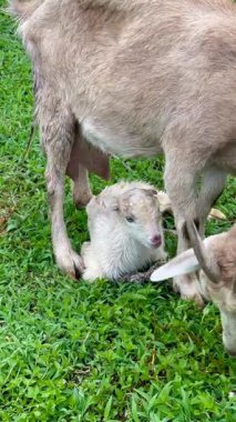 Doğumdan sonra kürklerinde plasenta olan iki yeni doğmuş keçi yavrusunu temizleyen dikey video keçisi.