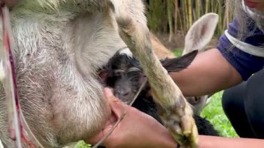 Kolombiyalı yetişkin bir kadının yardımıyla emzirmek ve beslemek için annesinin memesini arayan yeni doğmuş bir keçinin yatay videosu..