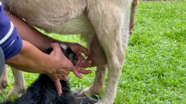 Kolombiyalı yetişkin bir kadının yardımıyla emzirmek ve beslemek için annesinin memesini arayan yeni doğmuş bir keçinin yatay videosu..
