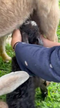 Emzirmek ve beslemek için annesinin memesini arayan yeni doğmuş keçinin dikey videosu.