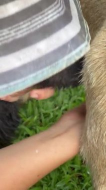 Emzirmek ve beslemek için annesinin memesini arayan yeni doğmuş keçinin dikey videosu.