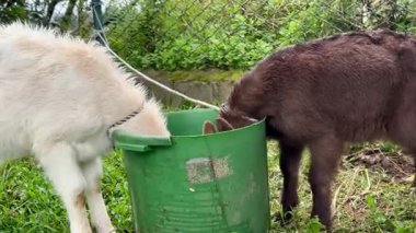 Yavru keçilerin annelerinden sütten kesildikten sonra kendilerini sütle beslemeyi öğrenmelerinin yatay videosu..
