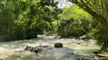 Narin nehir akıntısı El Santuario, Risaralda 'da tropikal sabah ışığı altında yemyeşil yemyeşil ve huzurlu bir çevrede hala yatay olarak çekiliyor.