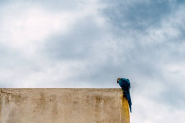 Necocli, Kolombiya 'da Macaw, Parlak Mavi ve Sarı Papağan Kıyı Tropikal Bölgesi' nde Bulutlu Gökyüzü Altında Bir Kırsal Duvara Yerleşmiş Vahşi Yaşam ve Doğa Fotoğrafları