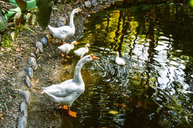 Sıcak kırsal gün ışığında Santuario, Risaralda, Kolombiya 'da kayalar ve tropikal yeşilliklerle çevrili yansıtıcı göletin yanında dört kazla yakın açılı beyaz kaz görüntüsü.
