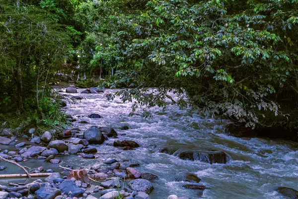 Santuario, Risaralda, Kolombiya 'daki yemyeşil yemyeşil yemliklerden akan kayalık tropikal nehir yatağının mavi saatinde yumuşak ışık ve kırsal otel ortamında rüya gibi bir atmosfer.