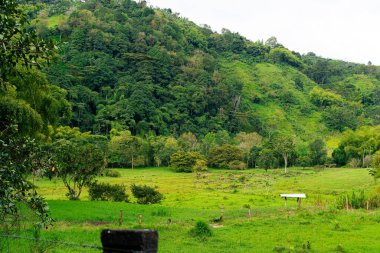 Kolombiya 'da ormanlık tepe ve çimenlik arazisi olan huzurlu bir kırsal bölge.