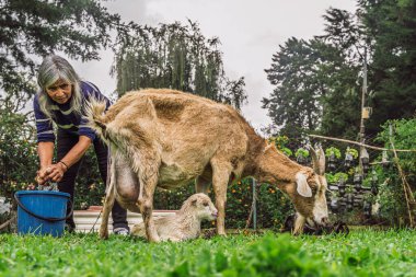 Kolombiyalı bir kadın otlayan bir keçinin yanında ellerini yıkıyor ve kırsal alanda çimde yeni doğmuş bir çocuk taş duvar ve çiçeklerle.
