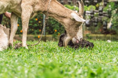 Keçi, Antioquia, Kolombiya 'da taş duvarlı, çiçekli, ağaçlı, çimenlerde yeni doğmuş çocuğu yalıyor..