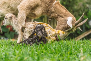 Anne keçi, doğumdan hemen sonra, Kolombiya, Antioquia 'da çimenli bir kırsal alanda yeni doğan çocuklara bakıyor.