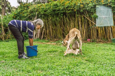 Kolombiyalı kadın, bambu ve çiçek açan bitkilerle dolu kırsal alanda mavi kovanın yanında keçi sağıyor.