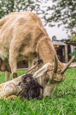 Anne keçi, doğumdan hemen sonra Kolombiya 'nın kırsal kesimindeki yeşil çimlerde yeni doğan ikizleri teftiş ediyor.