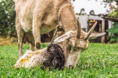 Anne keçi, ikiz doğumdan dakikalar sonra Kolombiya 'nın kırsal kesimindeki yeşil çimlerin üzerinde duruyor.