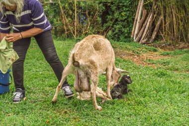 Kolombiyalı bir kadın anne keçiye ikiz doğumdan sonra yardım ederken yeni doğan bir çocuk da Antioquia kırsalında çimlerin üzerinde dinleniyor.