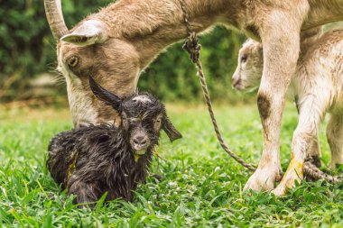 İkinci çocuk Antioquia, Kolombiya 'nın kırsal kesiminde çimlerin üzerinde dikilirken, keçi burnunu ıslatan yeni doğmuş çocuk.