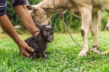 Kolombiyalı bir kadın kırsal alanda doğumdan hemen sonra yeni doğmuş keçiye yardım ediyor..