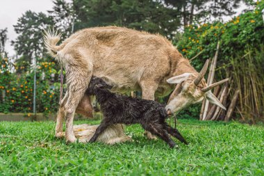 Newborn goat lying on grass moments after birth as mother inspects in Colombian countryside.