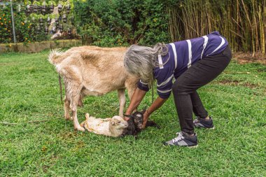 Kolombiyalı bir kadın doğumda yavru keçiye yardım ederken ikinci bebek çimenlerde dinleniyor..