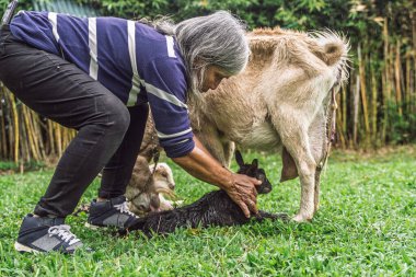 Annesi kırsal Kolombiya 'da izlerken ıslak keçiye yardım eden kişi..