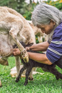 Yaşlı kadın, Kolombiya 'nın kırsal kesiminde doğumda süt emziren keçiye yardım ediyor..