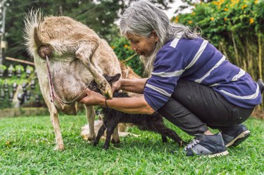 Yaşlı kadın, kırsal Kolombiya 'da doğumda bebek keçiyi emzirmeye yardım ediyor..