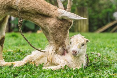 Mother goat licking wet baby lying on grass after birth in rural Colombia.