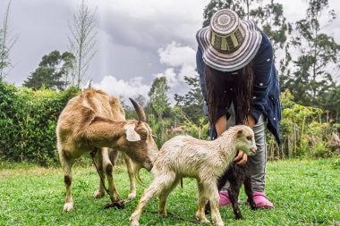 Karayip şapkalı genç Kolombiyalı kadın kırsal alanda iki yavru keçiye bakıyor..