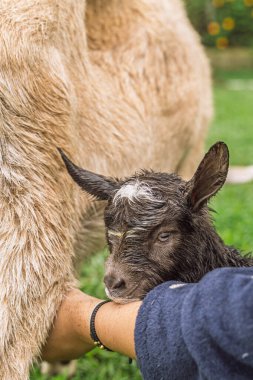 Kolombiya kırsalında doğduktan sonra annesinin yanında ıslak keçi besliyor..