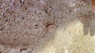 Kolombiya Karayipleri 'nde kumsalda kabuğun altında yürüyen keşiş yengeci.