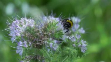 Güzel botanik fotoğrafı, doğal duvar kağıdı.