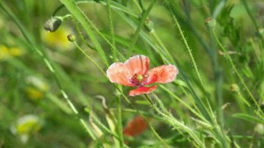 Kırmızı gelincikler tarlada