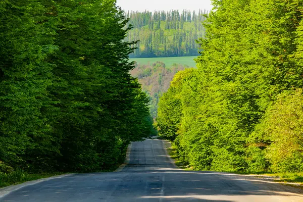 Ormanın ve yeşil ağaçların arasında yol
