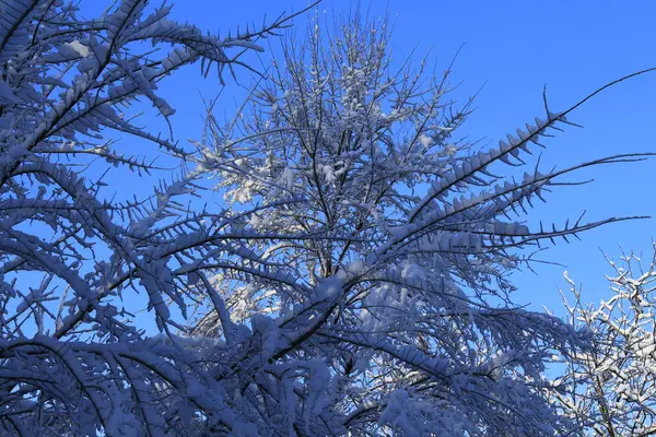 Kış ormanı karla kaplı